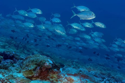 A vibrant school of bigeye trevally fish glides gracefully above a lush coral reef in the clear