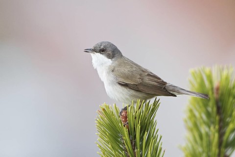 Lesser Whitethroat (Sylvia curruca), Liechtenstein