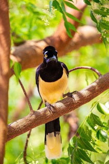Plush-crested jay (Cyanocorax chrysops) Pantanal Brazil