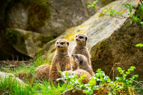 Meerkat (Suricata suricatta) standing between rocks looking around, curious, Germany