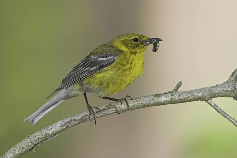 Pine Warbler (Setophaga pinus), Ontario, Canada