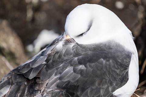 Black-browed albatross (Thalassarche melanophris), resting with its beak hidden under its feathers,