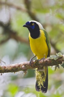 Inca Jay (Cyanocorax yncas), Ecuador