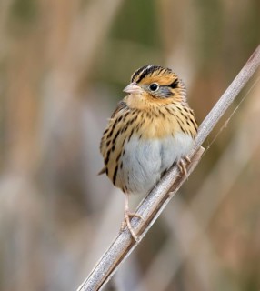 LeConte's Sparrow, Toxostoma lecontei, perches in the grass in a Saskatoon marsh, in Saskatchewan,