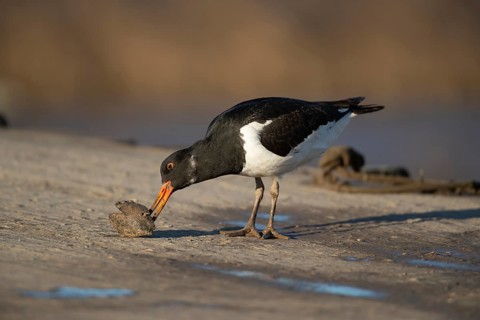 Eurasian oystercatcher (Haematopus ostralegus) adult wading bird feeding on a mussel shell on a