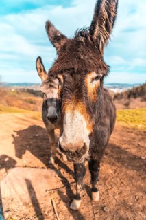Two donkeys from Mount Adarra in Guipuzcoa. Basque Country
