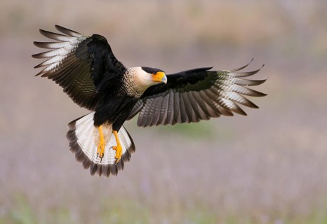 Crested Caracara (Caracara cheriway)