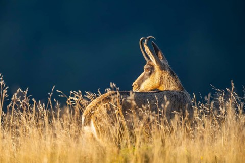 Chamois (Rupicapra rupicapra) on a meadow in the morning sun in the Vosges Mountains, wildlife,