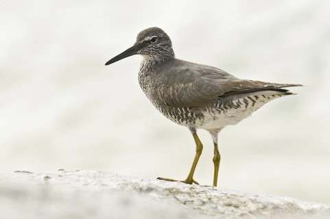 Wandering Tattler (Tringa incana)Hawaii, USA