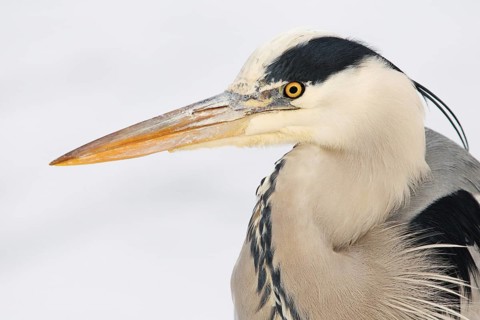 Grey Heron (Ardea cinerea), Berlin, Germany