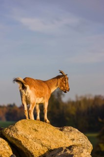 An African Pygmy goat Capra aegagrus hircus) stands on top of a rock, looking around