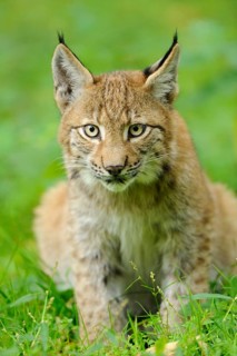 A young lynx sits in the grass, with watchful eyes and curious gaze, Eurasian lynx (Lynx lynx),