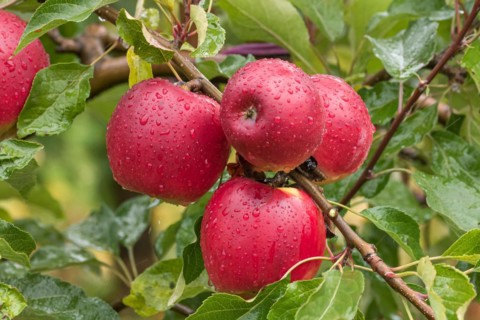 Apple (Malus domestica 'Jonathan'), Bundessorteamt, testing centre Wurz, Germany