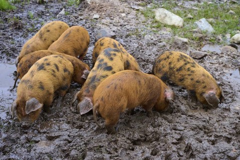Pigs rummaging in mud on a farm surrounded by green nature, pig breed, Oxford Sandy and Black,