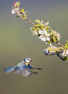 Eurasian Blue Tit (Cyanistes caeruleus) pair displaying, Hesse, Germany