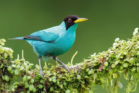 Green Honeycreeper (Chlorophanes spiza) perched on a branch in Costa Rica
