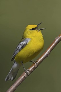 Blue-winged Warbler (Vermivora cyanoptera), Ontario, Canada