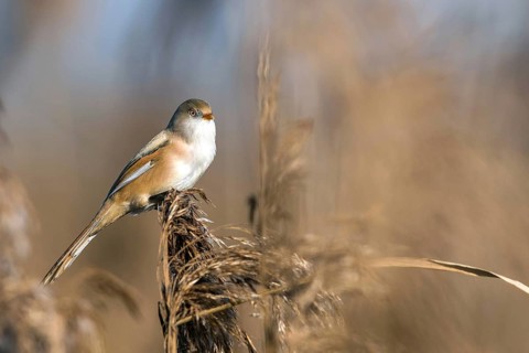 Bearded tit (Panurus biarmicus), songbird, chickadee, Federsee lake, Baden-Württemberg, Federal