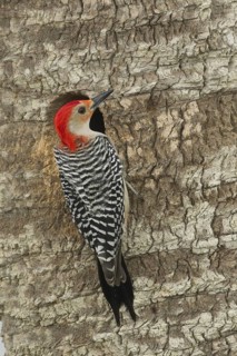 Red-bellied Woodpecker (Melanerpes carolinus) male at nest cavity, Florida, USA
