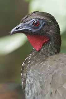 Crested Guan (Penelope purpurascens) perched on a branch in Costa Rica, Central America