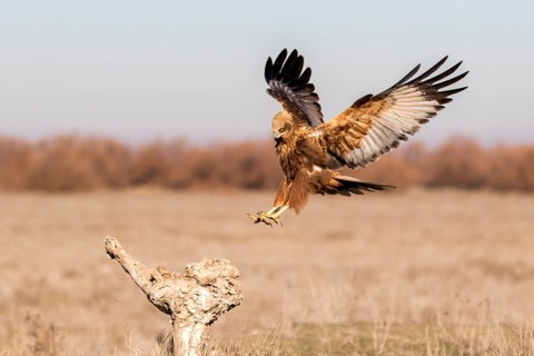 Western Marsh Harrier (Circus aeruginosus) male approaching a stump, Castile-La Mancha, Spain
