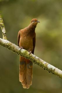 Brown Cuckoo-Dove (Macropygia phasianella), Queensland, Australien