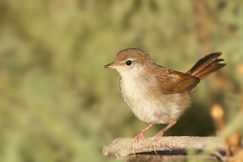 Cetti's Warbler (Cettia cetti), Athens, Greece