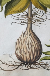 Root, spotted Turk's cap lily (Lilium Martagon), hand-coloured copperplate engraving by Basilius