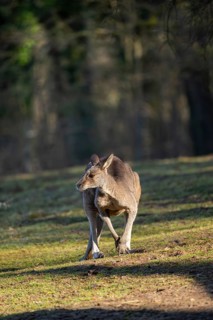 Eastern Gray Kangaroo (Macropus giganteus) on a meadow, captive, occurance Australia, Oceania