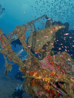 An overgrown shipwreck surrounded by small fish, Mediterranean flagfish (Anthias anthias) in a calm