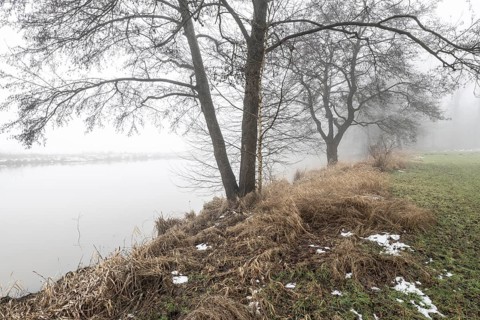 Pond landscape with black alder (Alnus glutinosa) in the fog, Emsland, Lower Saxony, Germany