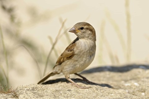 Haussperling (Passer domesticus), House Sparrow, Weibchen, Juli, freifliegend im Zoo Rheine,