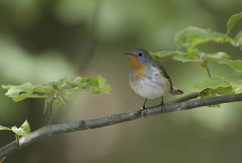 Red-breasted Flycatcher (Ficedula parva), Mecklenburg-Western Pomerania, Germany