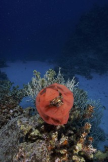 Spawn of Spanish dancer (Hexabranchus sanguineus), dive site Small Abu Reef, Fury Shoals, Red Sea,