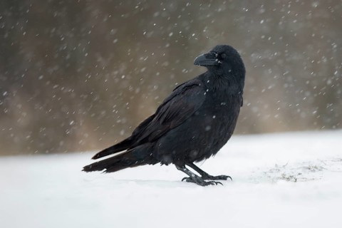Northern Raven (Corvus corax) perched on snowy ground, Poland