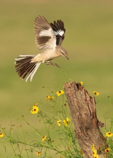 Northern Mockingbird (Mimus polyglottos) approaching a stump, Texas, USA