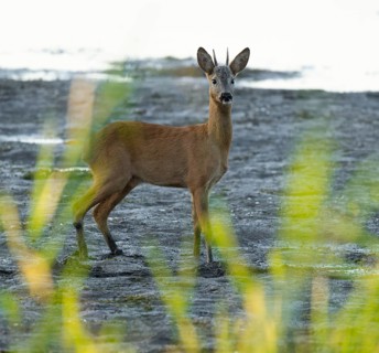 Roe deer (Capreolus capreolus), young roebuck standing on a muddy surface at a lake, wildlife,
