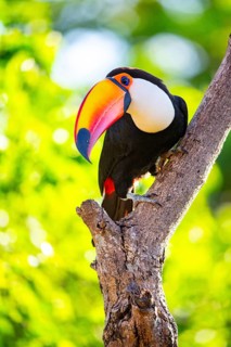 Giant toucan (Ramphastos toco) Pantanal Brazil