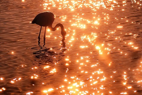A stunning image capturing a pink flamingo elegantly foraging in the shimmering waters of the