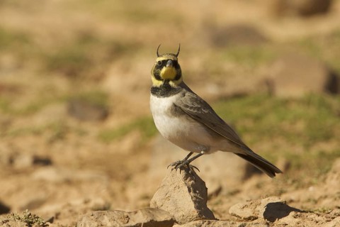 Horned Lark (Eremophila alpestris), Morocco