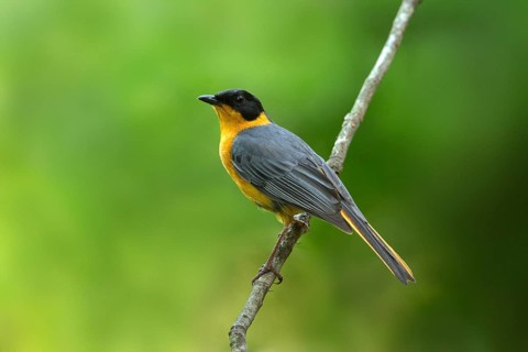 Chorister Robin-Chat (Cossypha dichroa), Kwazulu-Natal, South Africa