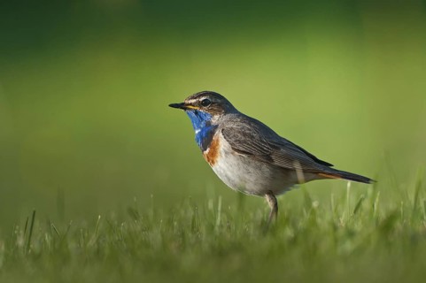 Bluethroat (Luscinia svecica cyanecula), Schleswig-Holstein, Germany