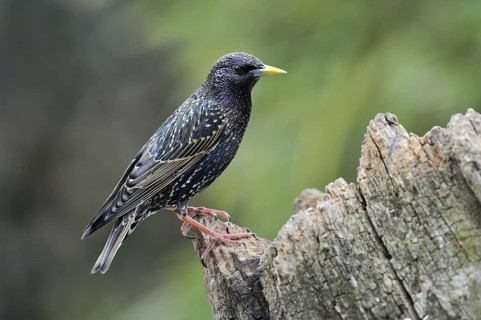 Common Starling (Sturnus vulgaris), Lower Saxony, Germany