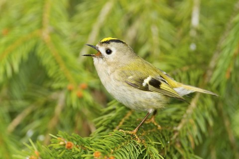 Goldcrest (Regulus regulus) singing, Baden-Wuerttemberg, Germany