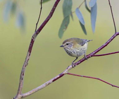 Striated Thornbill (Acanthiza lineata), Victoria, Australia