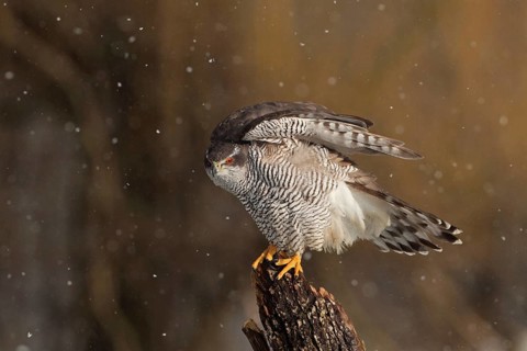 Northern Goshawk (Accipiter gentilis) female, Baden-Wuerttemberg, Germany