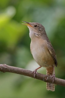 House Wren (Troglodytes aedon) perched on a branch in the Atlantic rainforest of southeast Brazil