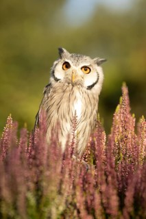 Southern White-faced Owl (Ptilopsis granti) captive, Germany