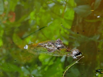 Crocodile caiman (Caiman crocodilus)