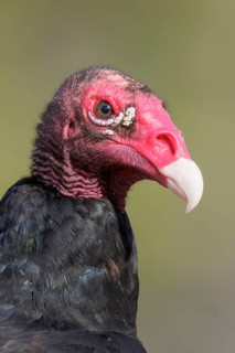 Turkey Vulture (Cathartes aura) perched on a branch in Cuba